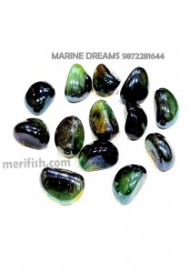 COLA GREEN TRISIDE GLASS STONES 1 KG