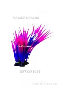 10 INCH COLOUERD PLANT