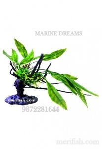 LONG LEAF 8 INCH PLANT