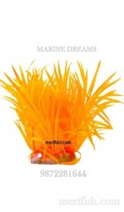 GRASS BUNCH PLANT 6 INCH