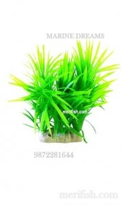GRASS BUNCH PLANT 6 INCH