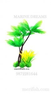 COCONUT TREE 8 INCH PLANT