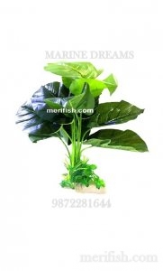 BIG LEAF NATURAL PLANT