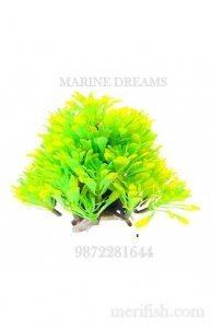 DOUBLE SHADE SMALL LEAF BUNCH PLANT 4 INCH