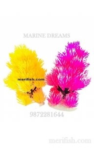 COLOURED THORN BUSH 4 INCH PLANT