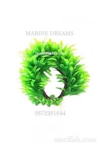 ROUND SHAPE LEAF PLANT