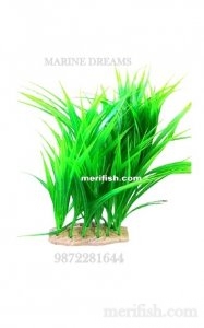 GRASS LONG LEAF BUNCH PLANT