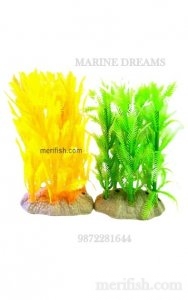 COLOURED 6 INCH PLANT