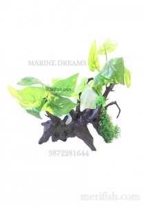 DRIFT MONEY PLANT LEAF