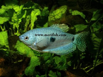 Blue Gourami