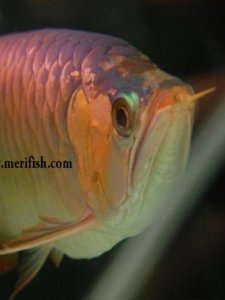 Silver Arowana