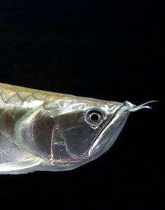 Silver Arowana