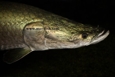 Arapaima gigas
