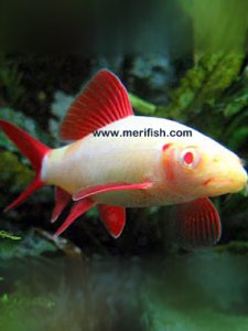 Albino Rainbow Shark
