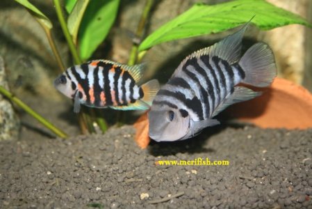 Black Convict Cichlid