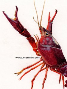 Cray Fish Lobster