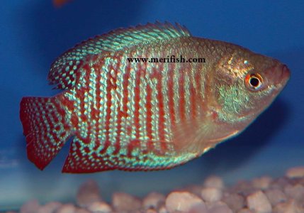 Dwarf Gaurami