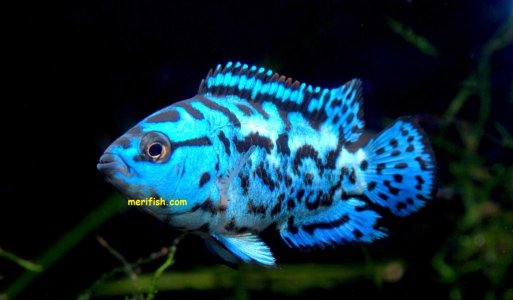 Electric Blue Jack Dempsey