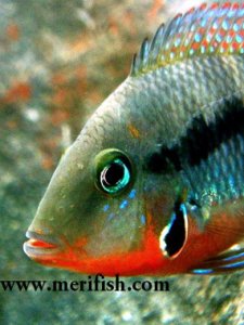 Firemouth Cichlid