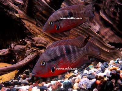 Firemouth Cichlid