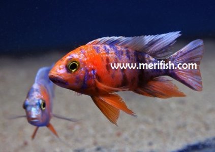 Five Colour Cichlid