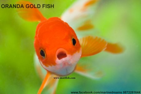 Oranda Goldfish