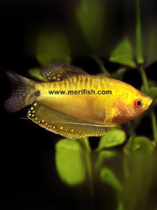 Gold Gourami
