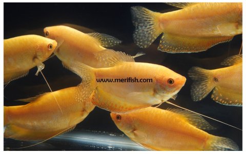 Gold Gourami
