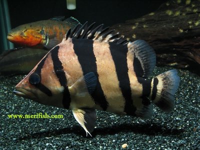 Indonesian Tigerfish