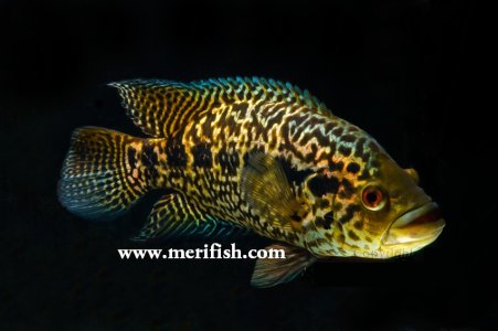 Jaguar Cichlid