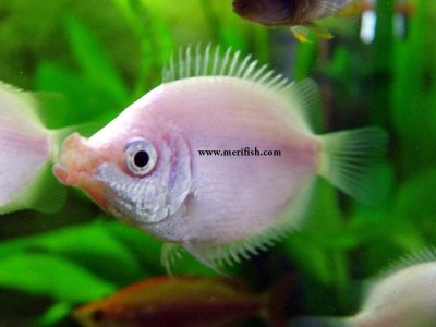 Kissing Gourami