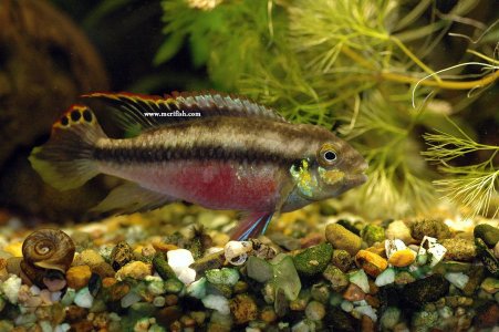 Kribensis Cichlid