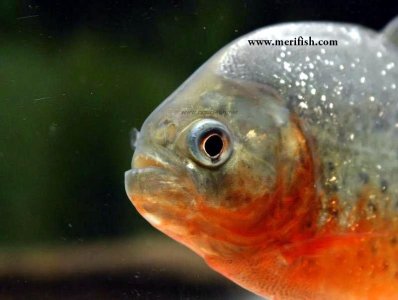 Red Belly Piranha
