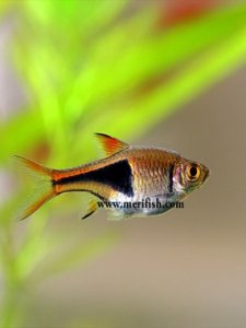 Harlequin Rasbora