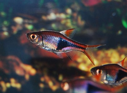 Harlequin Rasbora