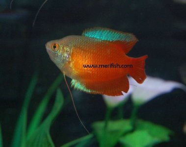 Dwarf Gourami
