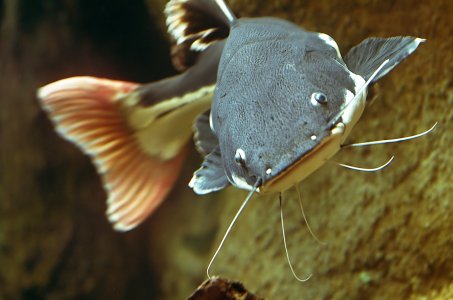 Redtail Catfish