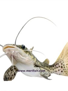 Tiger Shovelnose Catfish