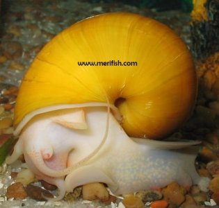 Apple Snail