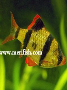 Tiger Barb