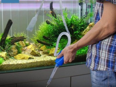 Mohali 8 Feet Aquarium Cleaning Mohali