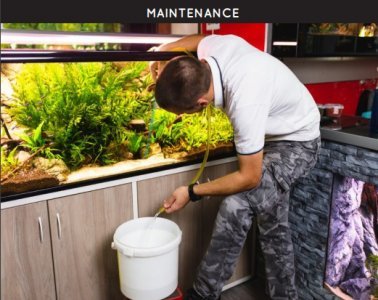 Chandigarh 6 Feet Aquarium Cleaning Chandigarh